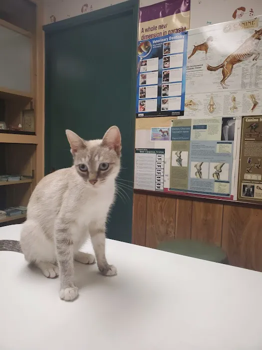 Walker Street Dog & Cat Hospital 12