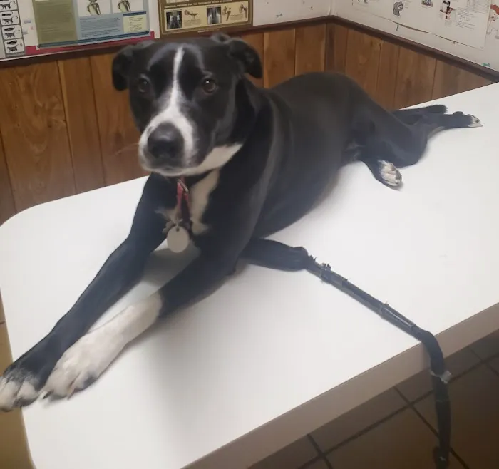 Walker Street Dog & Cat Hospital 12