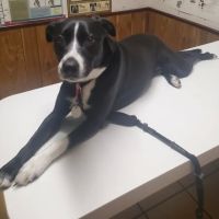 Walker Street Dog & Cat Hospital ico