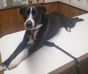 Walker Street Dog & Cat Hospital