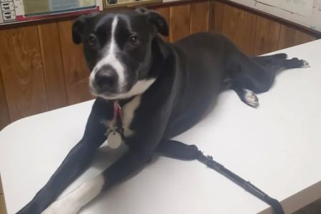 Walker Street Dog & Cat Hospital