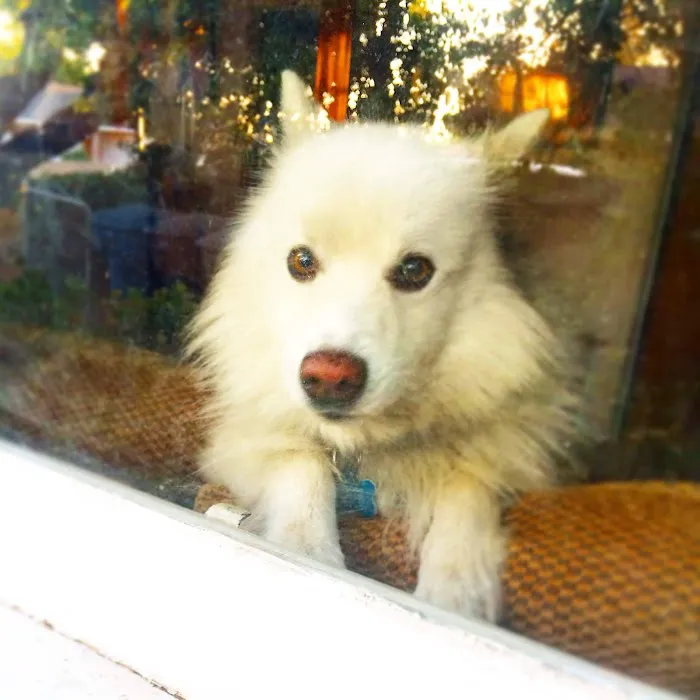 The Animal Doctors of Buena Park (formerly Orangethorpe Animal Aid Hospital) 12