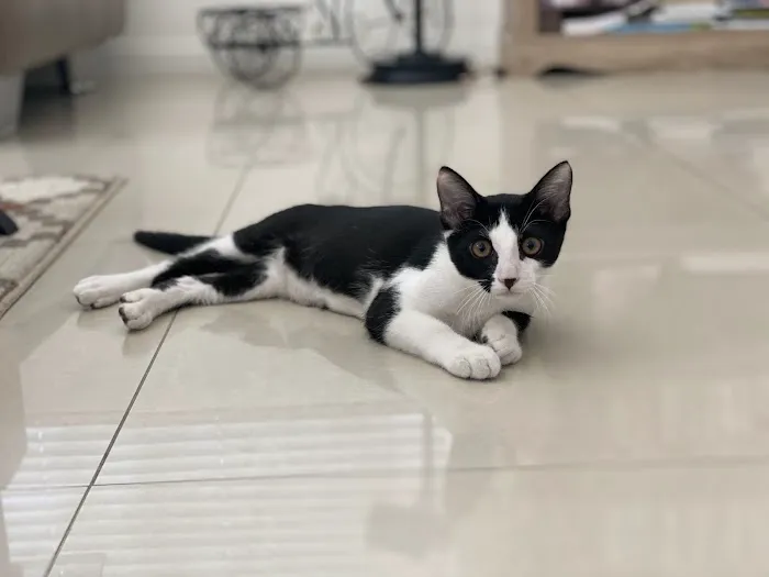 The Animal Doctors of Buena Park (formerly Orangethorpe Animal Aid Hospital) 12