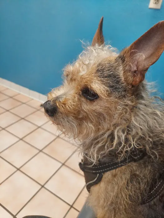 The Animal Doctors of Buena Park (formerly Orangethorpe Animal Aid Hospital) 12