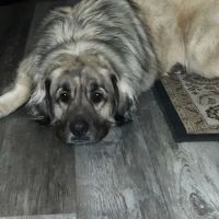 The Animal Doctors of Buena Park (formerly Orangethorpe Animal Aid Hospital) ico