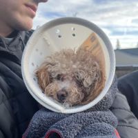 Holly Vet Clinic ico