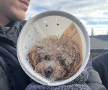 Holly Vet Clinic