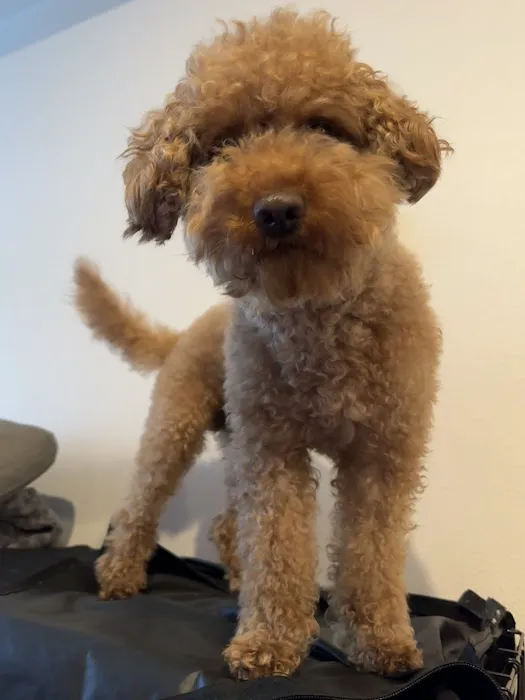 Holly Vet Clinic 12