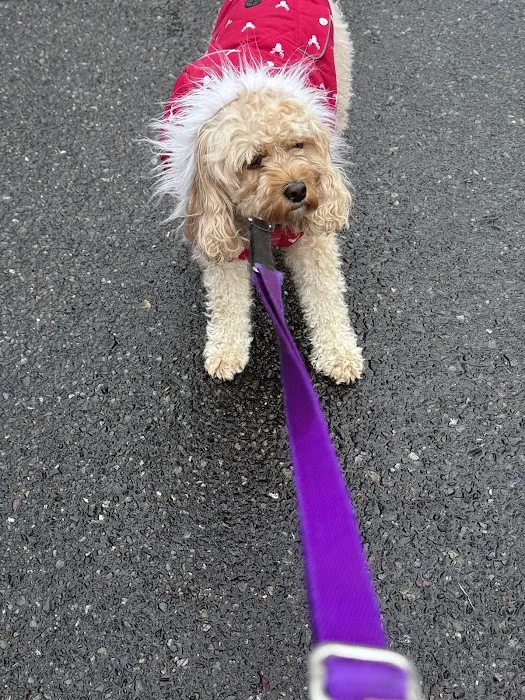 Holly Vet Clinic 12