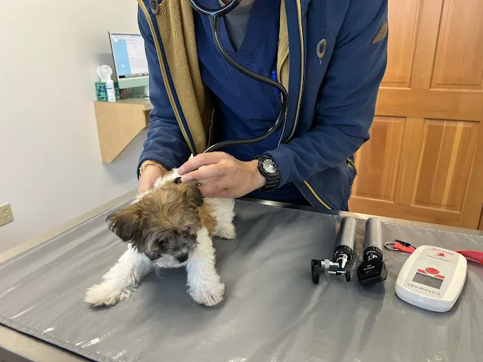 Holly Vet Clinic 12
