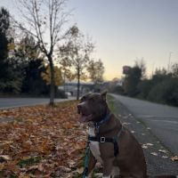 Inglemoor Animal Hospital ico
