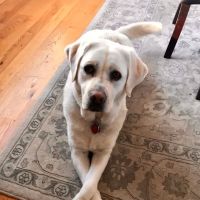 Kenmore Veterinary Hospital ico