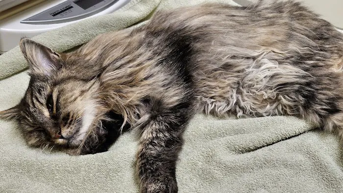 Shoreline Veterinary Hospital 12