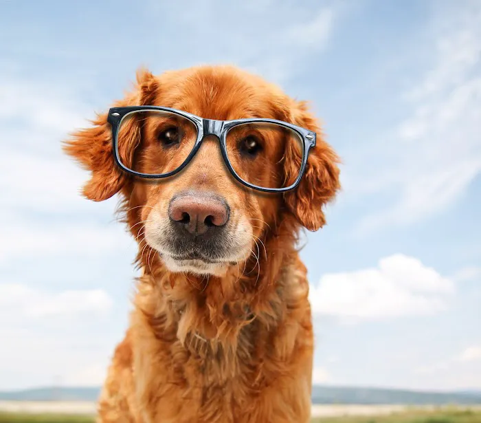 Animal Vision Center 4