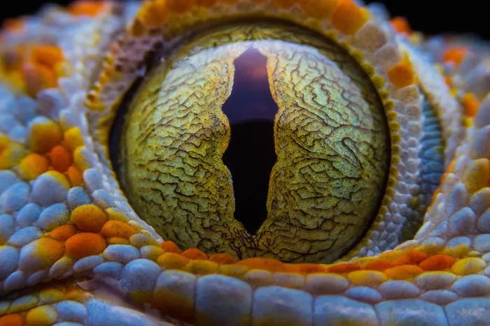 Animal Vision Center 9