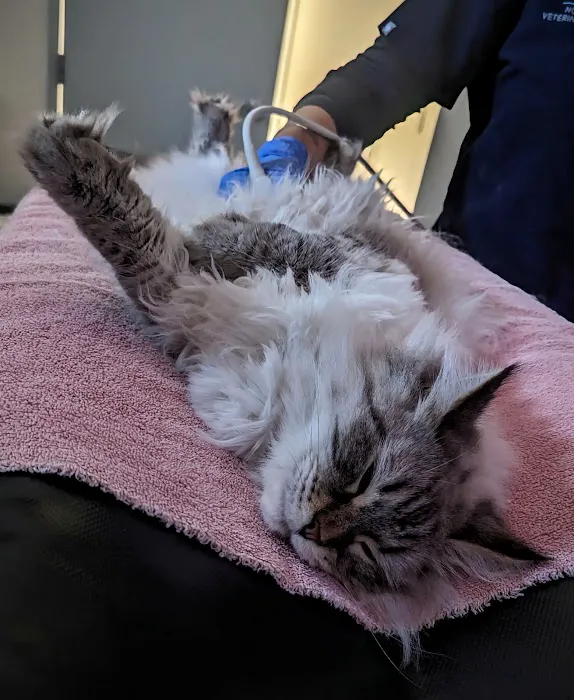 Northwest Veterinary Imaging 12