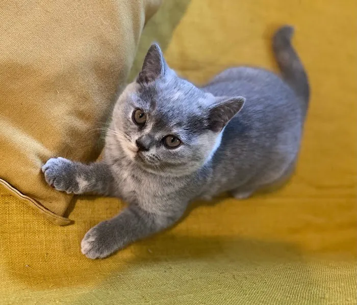 GenCalico British Shorthair Cattery 4