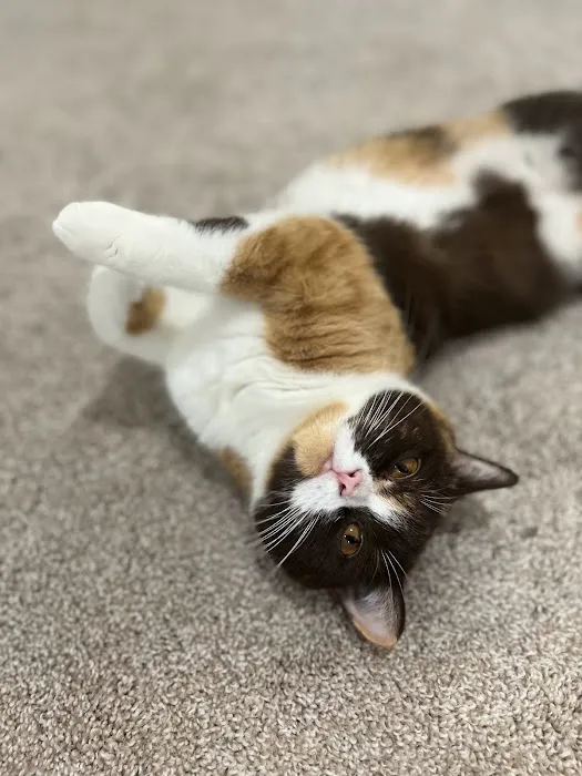GenCalico British Shorthair Cattery 7