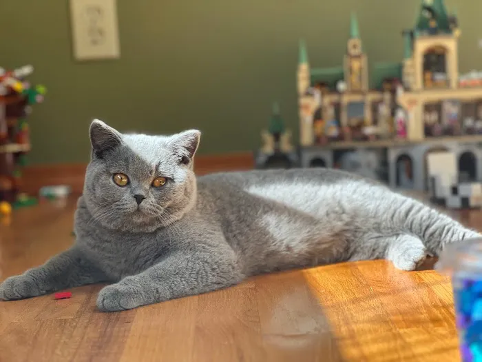 GenCalico British Shorthair Cattery 5