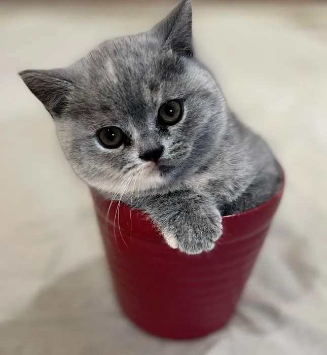 GenCalico British Shorthair Cattery 1