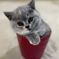 GenCalico British Shorthair Cattery ico