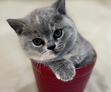 GenCalico British Shorthair Cattery