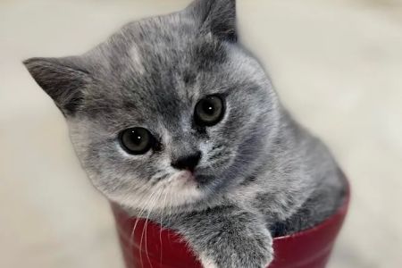 GenCalico British Shorthair Cattery