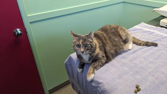 Ballard Animal Hospital 7