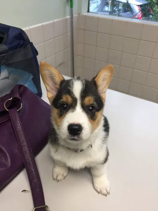 Ballard Animal Hospital 6