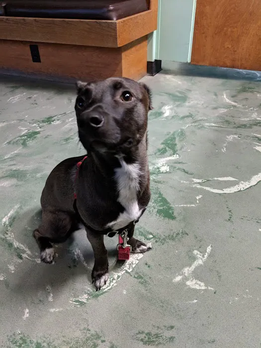 Ballard Animal Hospital 8