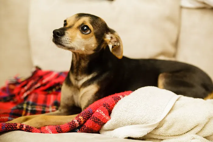 Northwest Veterinary Hospital 8