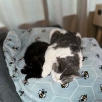 Pacific City Veterinary Care ico