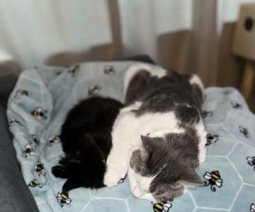 Pacific City Veterinary Care