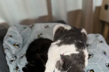 Pacific City Veterinary Care