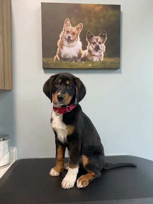 Pacific City Veterinary Care 12