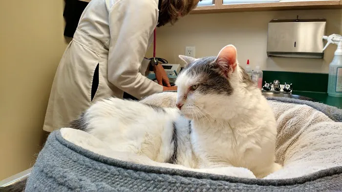 Cat Clinic of Seattle 12
