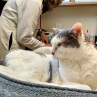 Cat Clinic of Seattle ico