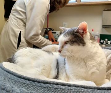 Cat Clinic of Seattle