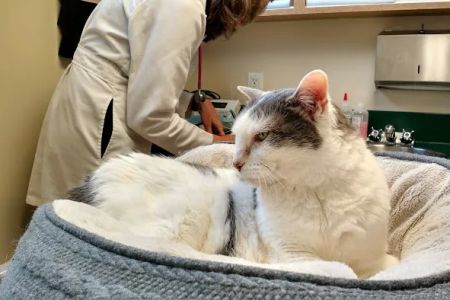 Cat Clinic of Seattle