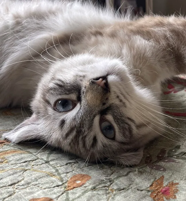 Cat Clinic of Seattle 12