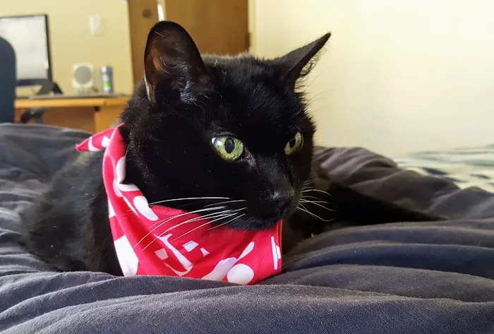 Cat Clinic of Seattle 12