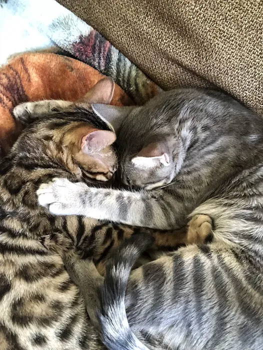 Cat Clinic of Seattle 12