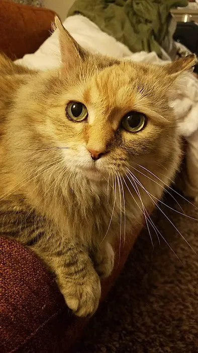 Cat Clinic of Seattle 12