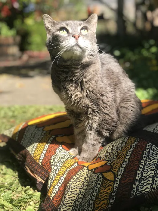Cat Clinic of Seattle 12