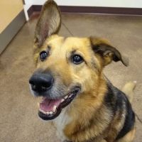 Woodhaven Veterinary Clinic ico