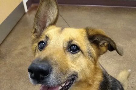 Woodhaven Veterinary Clinic