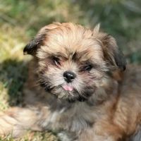 Edmonds-Westgate Veterinary Hospital P.S. ico