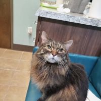 Passionate Paws Animal Hospital - Weddington ico