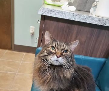Passionate Paws Animal Hospital - Weddington