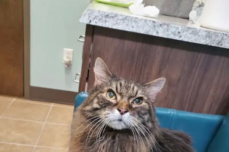 Passionate Paws Animal Hospital - Weddington